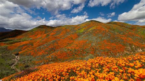 Poppy Super Bloom In California 4k Youtube
