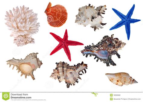 Isolated Sea Invertebrates Collection Stock Photo Image