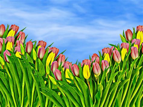 Blumen Tulpen Natur Kostenloses Bild Auf Pixabay Pixabay