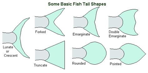 Fish Fins 101 The Caudal Pectoral And Other Types Of Fin Explained