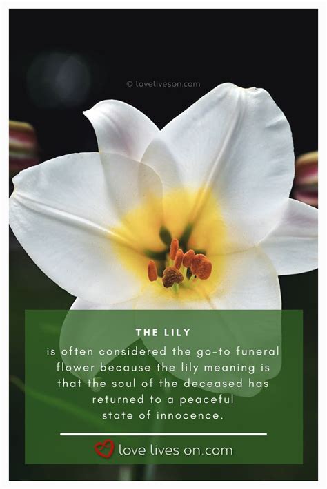 Pin On Funeral Flower Meanings