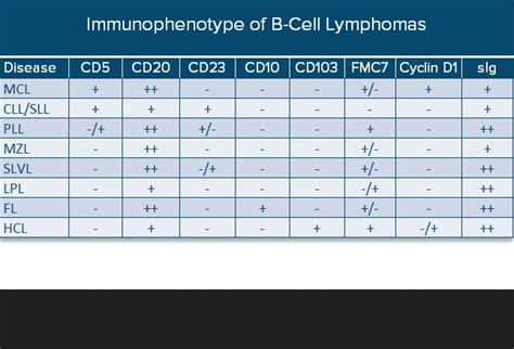 Mantle Cell Lymphoma Diagnosis And Differentiation