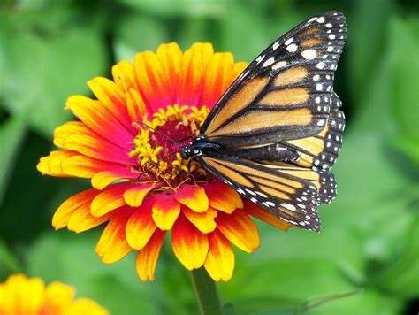 Monarch Butterfly On Flower Free Stock Photo Public Domain Pictures