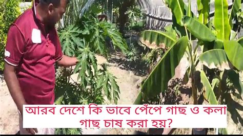 আরব দেশে মাজরায় কি ভাবে পেঁপে গাছ ও কলা গাছ চাষ করা হয়। প্রবাসী