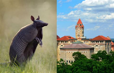 Amazing Animals Hiding In Americas Cities Best Travel Tale