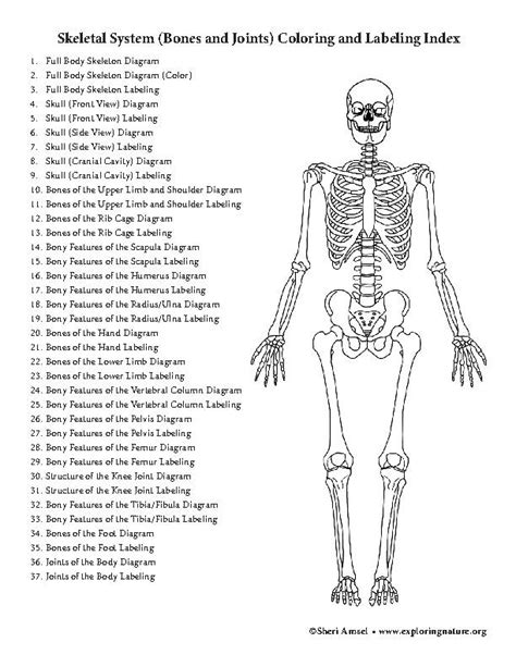 Skeletal System Coloring Skeletal System Worksheet Anatomy Coloring