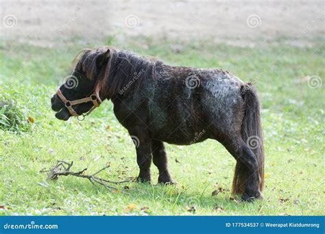 Black Shetland Pony Stock Image Image Of Cute Pony 177534537