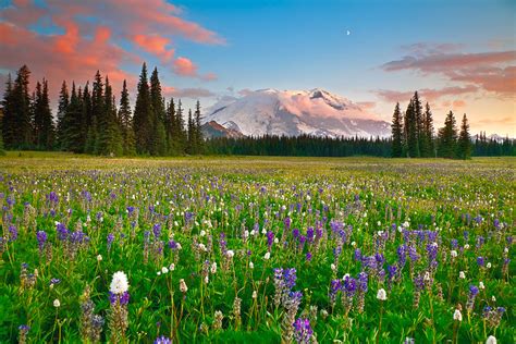 The Grand Stage Mount Rainier National Park Washington Michael