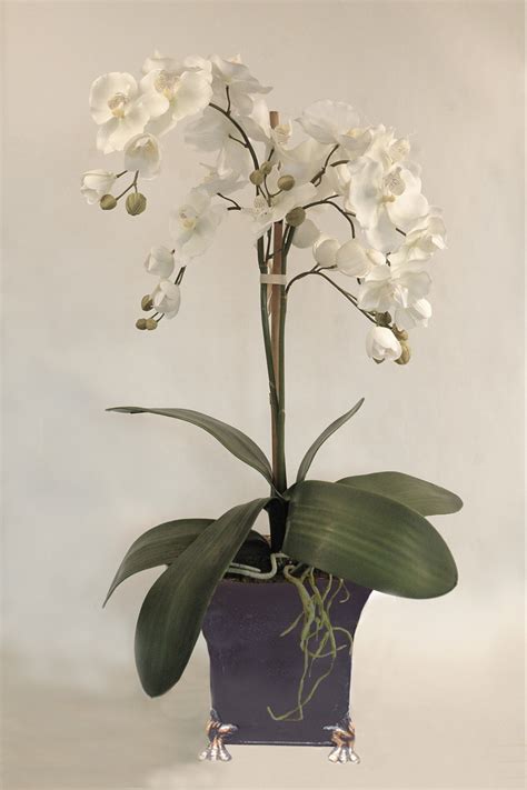 Amelia Artificial Moth Orchids Silk Flowers Artificial Arrangements Pene Dene Flowers