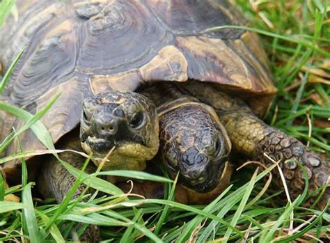 Janus la plus vieille tortue à deux têtes du monde célèbre ses 25 ans