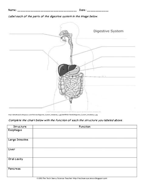 Digestive System Worksheet Pdf