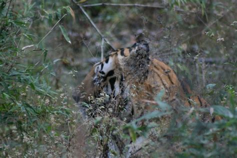 Bandhavgarh 020 Wildlife Safari In India