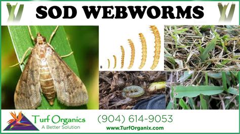 How To Treat And Identify Sod Webworms Moths In Lawn Youtube