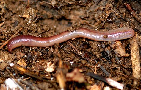 The Earthworm