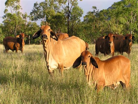 Check spelling or type a new query. Calf Red Brahman Cattle / Red Brahman Calf From El Biggest ...