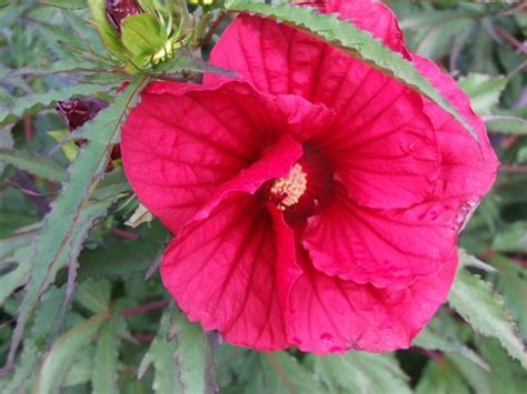Hardy hibiscus are herbaceous perennial members of the genus hibiscus. Hibiscus 'Fireball' PP13,631 | Hibiscus x 'Fireball ...