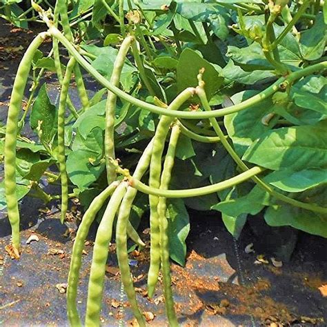 TomorrowSeeds Mississippi Cream Pea Cowpea Seeds Count Packet Southern Field Pea Lady