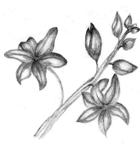 15 Gambar Sketsa Bunga Dari Pensil Yang Mudah Dibuat