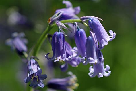 2016 05 Bluebells 03 Bluebells Near Ayot St Lawrence Adriancook