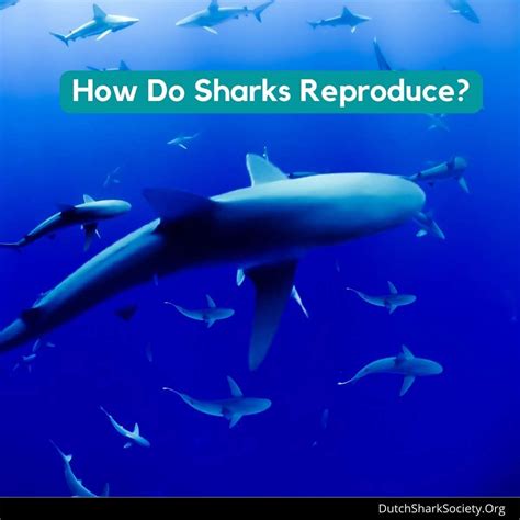 How Do Sharks Mate And Reproduce Dutch Shark Society
