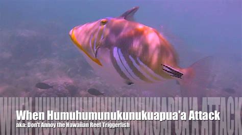 When Humuhumunukunukuapuaa Attack Dont Annoy The Hawaiian Reef