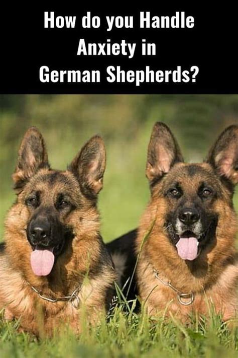 Since separation anxiety is most noticeable when you are separated from your gsd, obviously most dog more specifically, particularly german shepherd owners regularly believe that gsds normally don't have a separation anxiety problem, because gsd. How To Deal With German Shepherd Separation Anxiety ...