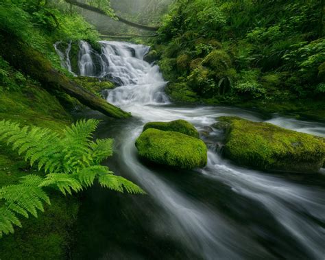 Beautiful Cascades Waterfall Flow Forest Green Moss Rocks Fern Dropped