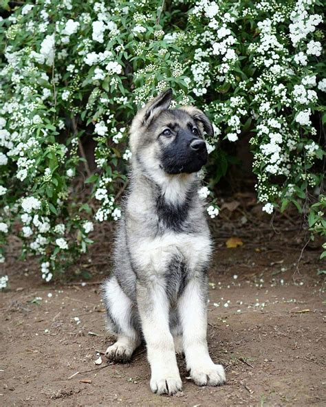 Silver Sable German Shepherd Puppies 4