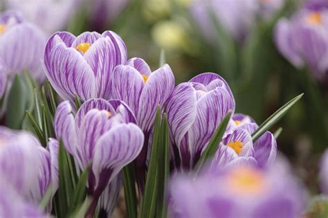 12 Early Spring Flowers Youll Want In Your Garden 1000 Early
