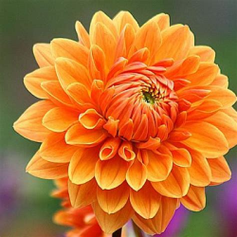 Buy Dahlia Orange Plant Online India At Cheap Price On