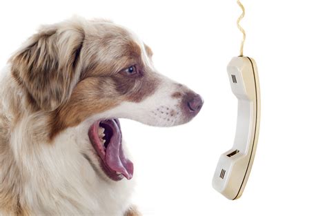 Every month, new virtual phone numbers are provided to enable you receive sms from any part of the world. Phone Numbers Every Pet Parent Should Have On Hand