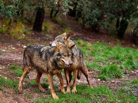 All About The Iberian Wolf My Animals
