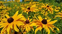 Black-Eyed Susan Flower