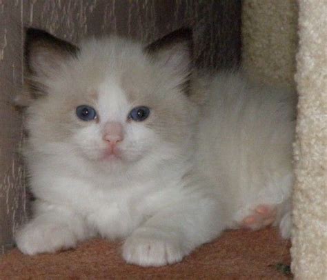 And according to information on. RAGDOLL KITTENS PURRFECT FOR SALE ADOPTION from Mandurah ...