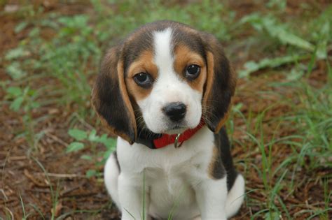 Beagle Puppy Cute Animals Pinterest