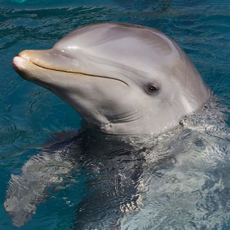 Dolphin