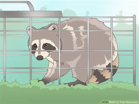 Here is how we trap coons without catching cats… use cage type live traps How to Trap Raccoons: 10 Steps (with Pictures) - wikiHow