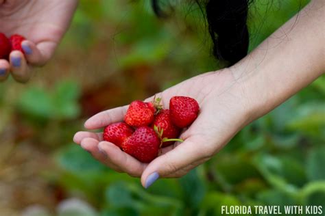 The 10 Best Strawberry Farms In Florida U Pick And Organic