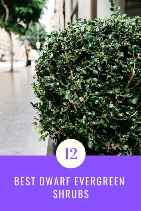 12 Best Dwarf Evergreen Shrubs Aven Gardening