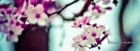 Cherry Blossoms Facebook Covers