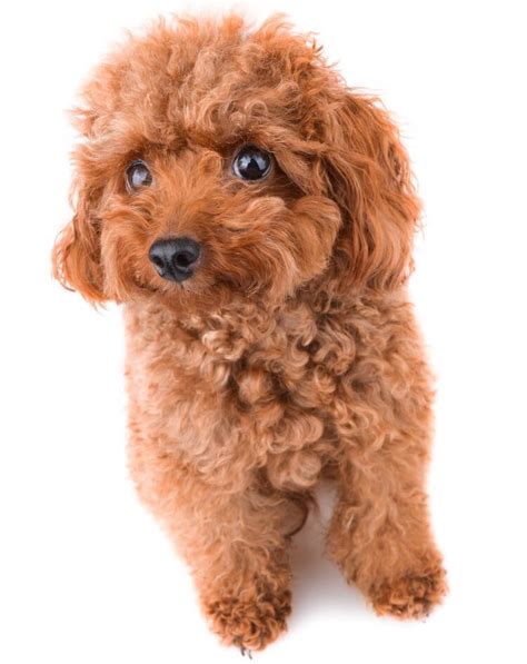 Teacup Poodle A Complete Guide To Micro Teacup And Toy Poodles All