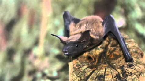 10 Facts About Bats Design Talk