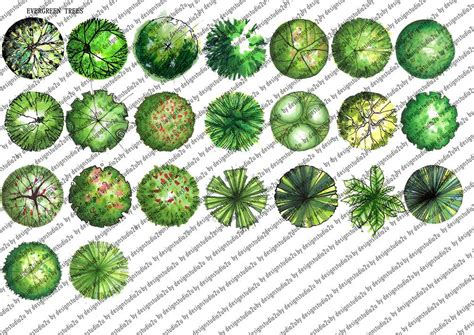 Landscape tree planarchitectural illustration Tree Plan View PNG/PSD