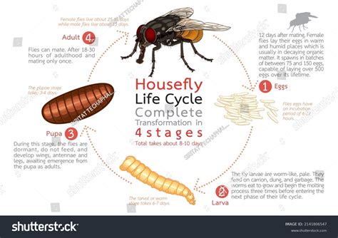 Infographic Illustration Housefly Life Cycle Complete เวกเตอร์สต็อก