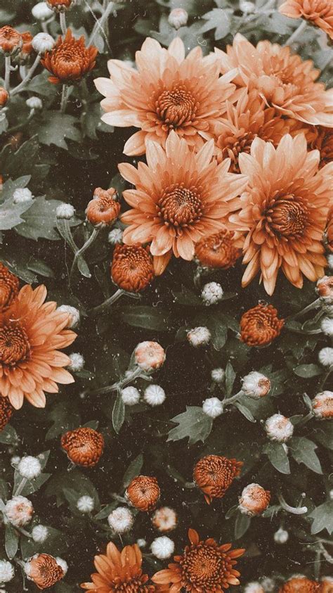 Aesthetic Flowers Wallpaper Best Flower Site