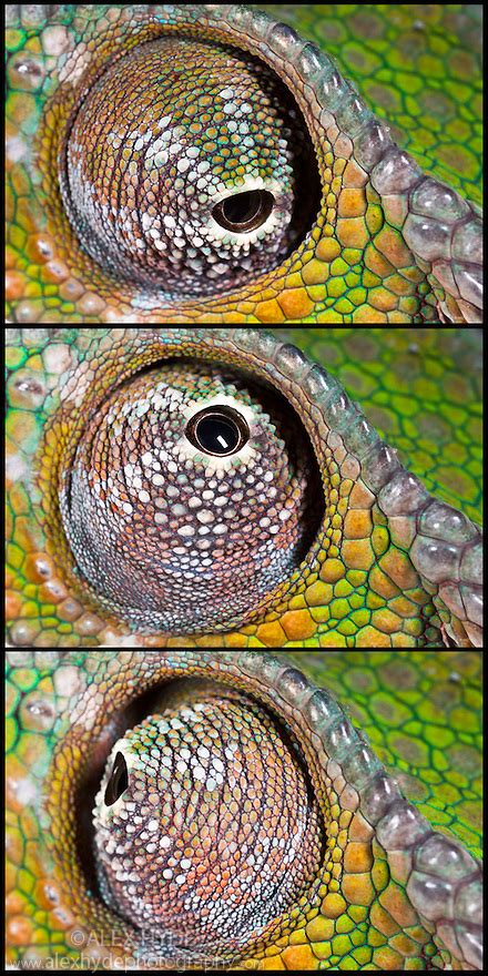 Panther Chameleon Furcifer Pardalis Eye Alex Hyde
