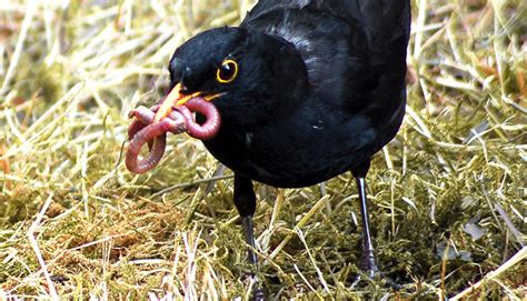 Früher Frühling Der Frühe Vogel Fängt Den Wurm Vielleicht · Dlf Nova