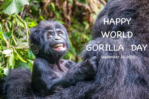 World Gorilla Day 2020 Margaret Weiss Photography