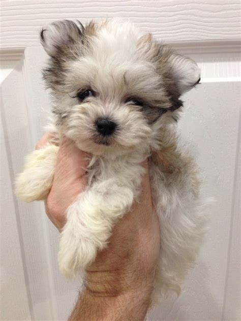 Best 20 Small Dog Breeds Ideas On Pinterest Small Puppy Breeds Small Puppies And Cute Small Dogs