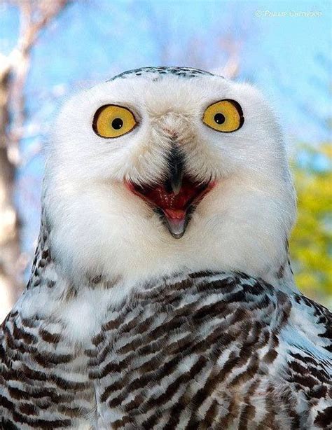 Laughing Owl Pet Birds Beautiful Owl Owl
